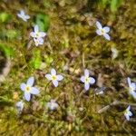 Houstonia caerulea Fiore