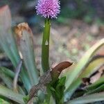 Helonias bullata Flower