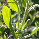 Epilobium hirsutum Folio