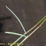 Helictochloa pratensis Other