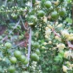 Asparagus acutifolius Frucht