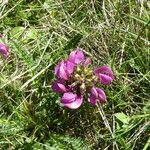 Pedicularis pyrenaica Flor