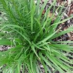 Liatris spicata Leaf