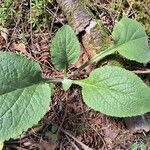 Digitalis purpureaLapas