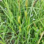 Carex hirta Vekstform