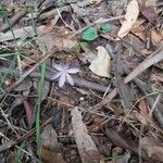 Crocus corsicus Flower