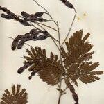 Anadenanthera colubrina ശീലം