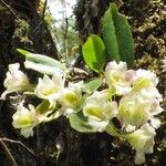 Rodriguezia bracteata Flor
