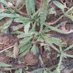 Lycopsis arvensisLeaf