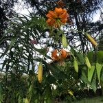 Lilium henryi Flower