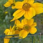 Bidens aurea Cvet