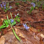 Scilla bifolia Buveinė