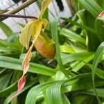 Phragmipedium longifolium Кветка