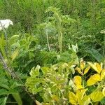 Angelica lucida Fuelha