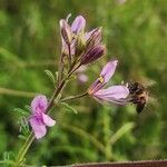 Cleome allamanii 花