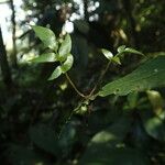 Bolbitis acrostichoides Leaf