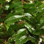 Cnestis corniculata Leaf