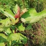 Clappertonia ficifolia Leht