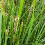 Sesleria caerulea Blad