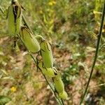 Crotalaria juncea Ffrwyth