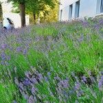 Lavandula angustifolia Hábitos