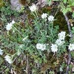 Cerastium arvense Habitus