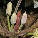 Cecropia peltata Ffrwyth