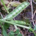 Vicia serratifolia Фрукт
