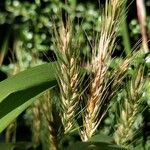 Elymus virginicus Frucht