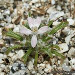 Loeseliastrum schottii Flower