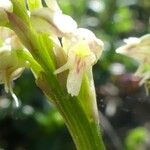 Neotinea maculata Kvet