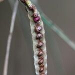 Bulbophyllum calyptratum Kwiat