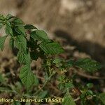 Amaranthus graecizans अन्य
