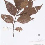 Lithocarpus ovalis Other