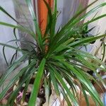 Dracaena reflexaYaprak