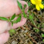 Potentilla × collina Leaf