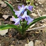 Hyacinthus orientalisBlüte