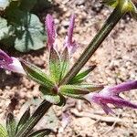 Salvia hierosolymitana Flower
