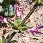 Salvia hierosolymitana Flor