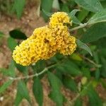 Buddleja × weyeriana Bloem