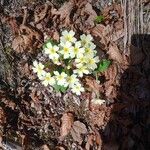 Primula vulgarisFlor