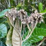 Solanum sooretamum ᱵᱟᱦᱟ