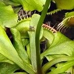 Dionaea muscipula পাতা