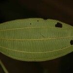 Miconia tschudyoides Leaf