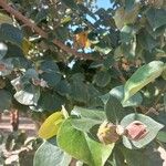 Ficus sycomorus 葉
