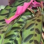 Calathea lancifolia Hoja