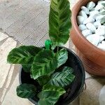 Calathea louisaeFuelha