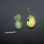 Passiflora laurifolia Fruit