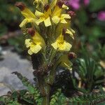 Pedicularis oederi Květ