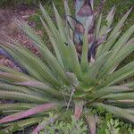 Agave chrysantha Habit